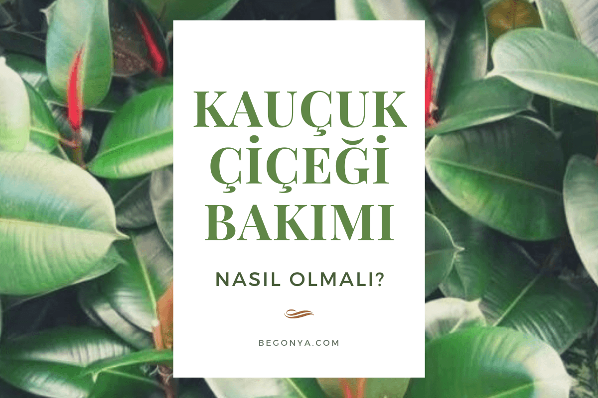 Kauçuk Çiçeği Bakımı Nasıl Olmalı?