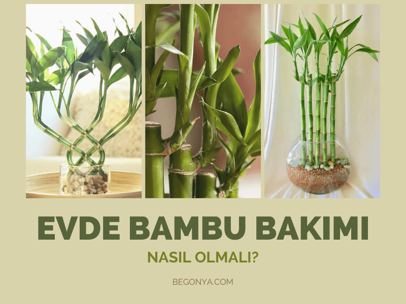 Bambu Ağacı/Çiçeği Evde Nasıl Yetiştirilir?
