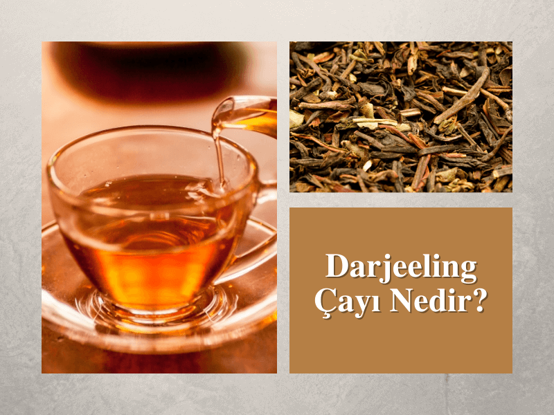 Darjeeling Çayı Nedir?