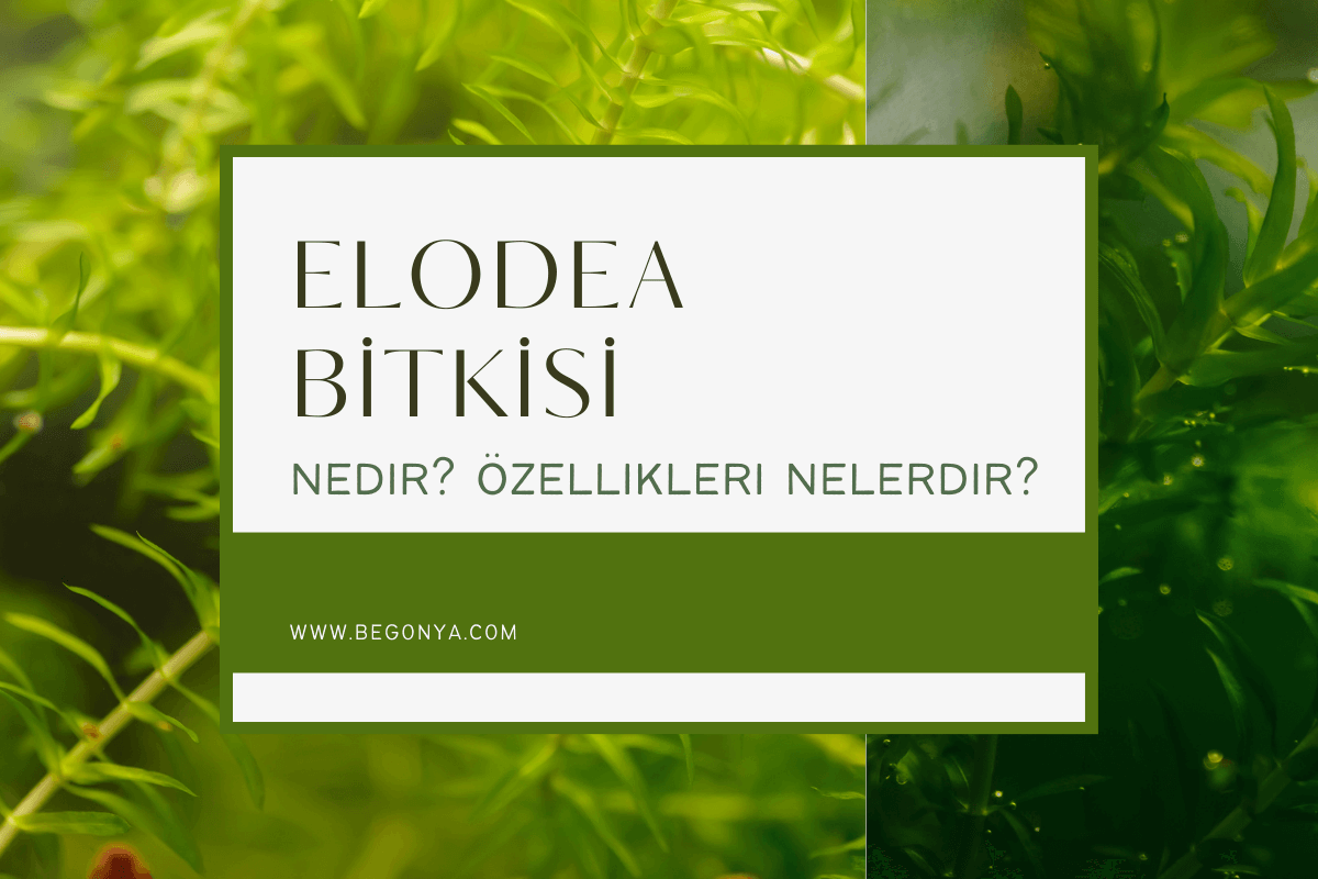 Elodea Bitkisi Nedir, Özellikleri Nelerdir?