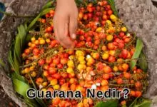 Guarana Nedir?