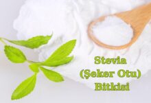 Stevia bitkisi