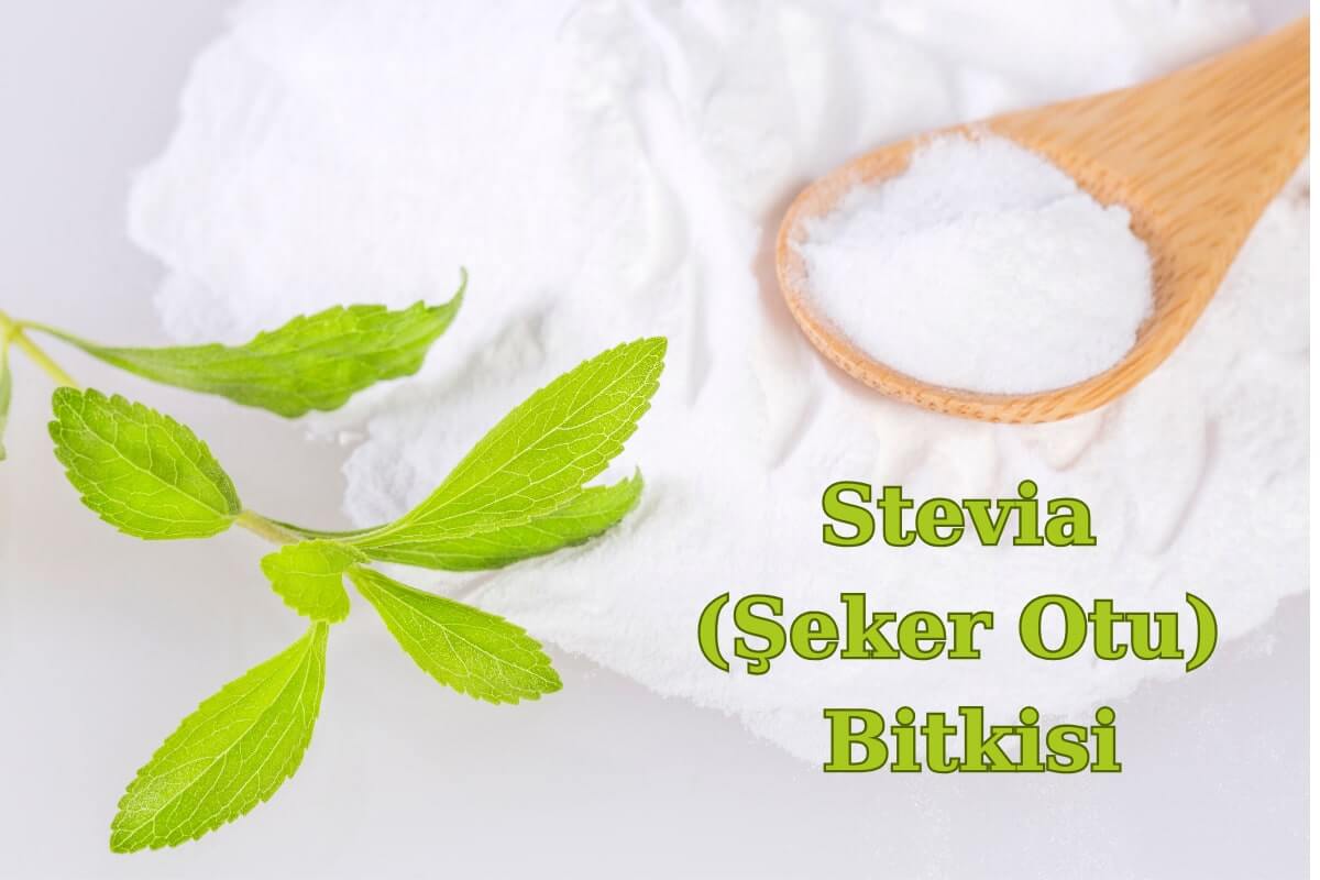 Stevia bitkisi