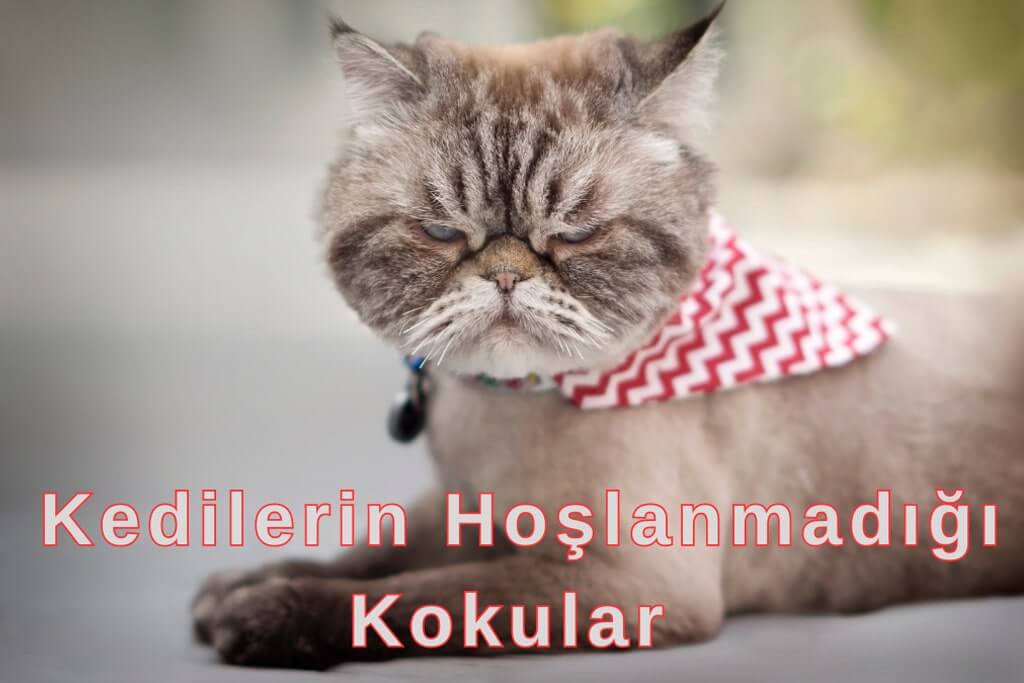 Kedilerin sevmediği kokular