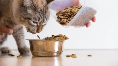 Kedi Mama Kalitesi