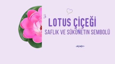 Lotus Çiçeği Saflık ve Sükûnetin Sembolü
