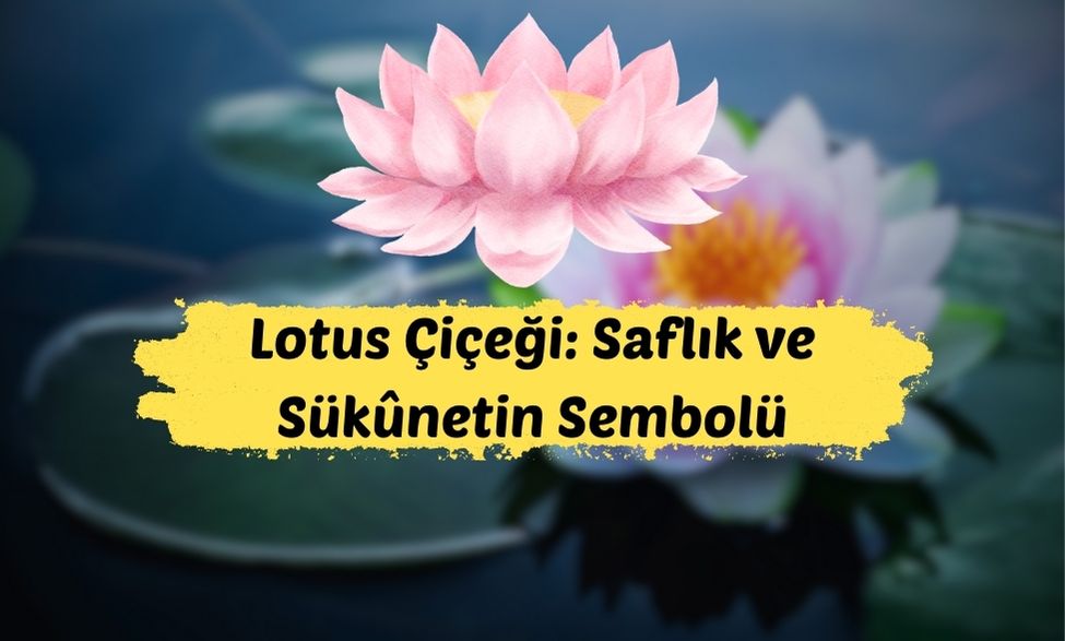 Lotus Çiçeği: Saflık ve Sükûnetin Sembolü 2026 Lotus Çiceği Lotus Çiçeği: Saflık ve Sükûnetin Sembolü 2026 Lotus Çiceği