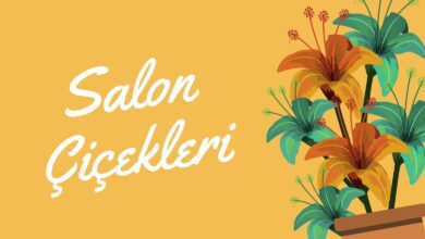 Salon Çiçekleri: İç Mekanınıza Doğanın Canlılığını Katın