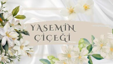 Yasemin Çiçeği Sadelik ve Zarafetin Kokusuyla Gelen Huzur