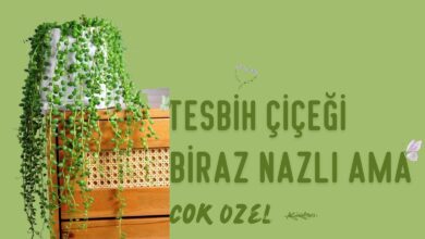 Tesbih Çiçeği: Asma Formunda Bir Güzellik, Biraz Nazlı Ama Çok Özel 2026 çuha çiçeği Tesbih Çiçeği: Asma Formunda Bir Güzellik, Biraz Nazlı Ama Çok Özel 2026 çuha çiçeği