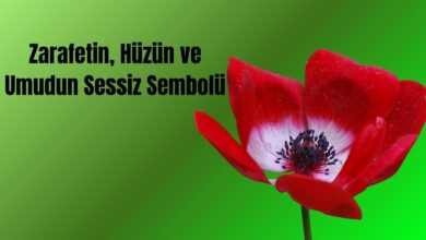 Gelincik Çiçeği: Zarafetin, Hüzün ve Umudun Sessiz Sembolü 2026 çuha çiçeği Gelincik Çiçeği: Zarafetin, Hüzün ve Umudun Sessiz Sembolü