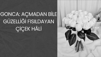 Gonca: Açmadan Bile Güzelliği Fısıldayan Çiçek Hâli 2026 çuha çiçeği Gonca: Açmadan Bile Güzelliği Fısıldayan Çiçek Hâli