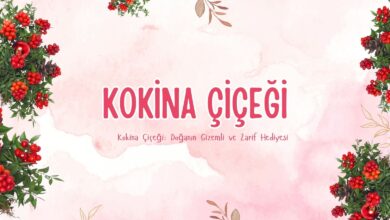 Kokina Çiçeği: Doğanın Gizemli ve Zarif Hediyesi