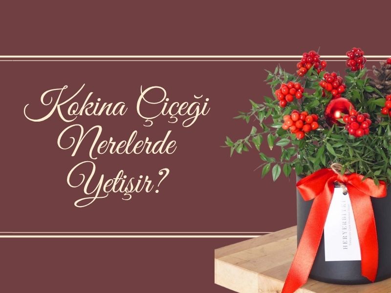 Kokina Çiçeği Nerelerde Yetişir?