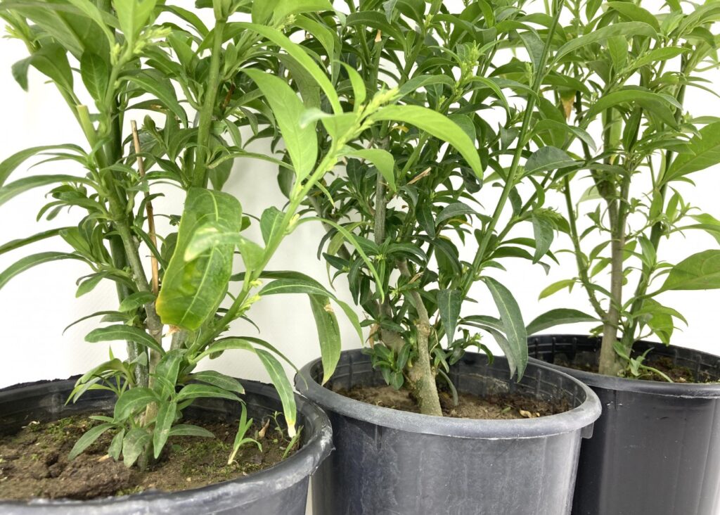 Melisa Çiçeğinin Kökeni ve Tarihçesi