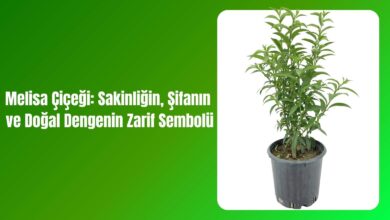 Melisa Çiçeği: Sakinliğin, Şifanın ve Doğal Dengenin Zarif Sembolü