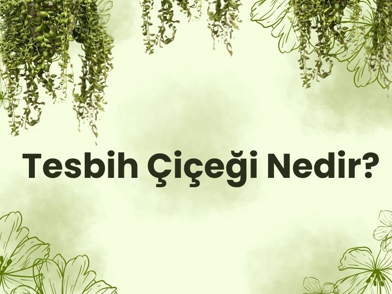 Tesbih Çiçeği: Asma Formunda Bir Güzellik, Biraz Nazlı Ama Çok Özel 2026 tesbih Tesbih Çiçeği: Asma Formunda Bir Güzellik, Biraz Nazlı Ama Çok Özel 2026 tesbih