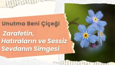 Unutma Beni Çiçeği: Zarafetin, Hatıraların ve Sessiz Sevdanın Simgesi 2026 çuha çiçeği Zarafetin, Hatıraların ve Sessiz Sevdanın Simgesi