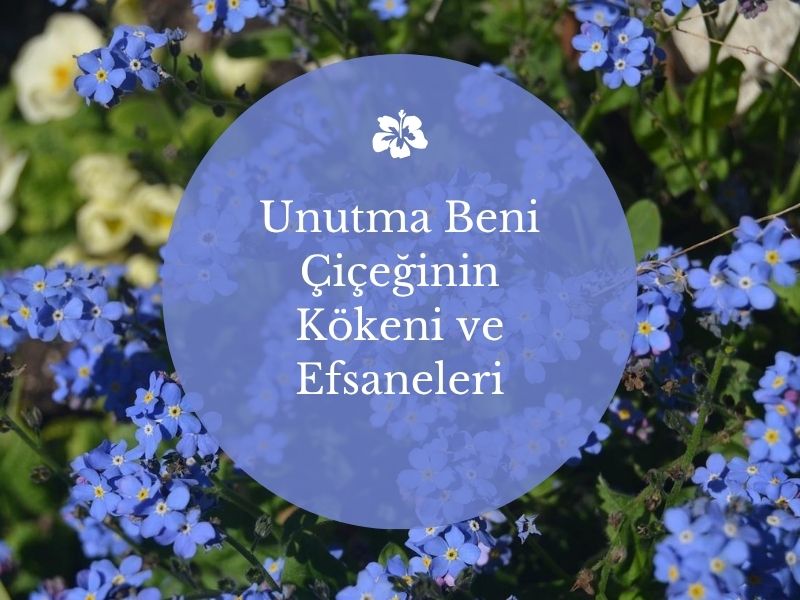 Unutma Beni Çiçeğinin Kökeni ve Efsaneleri