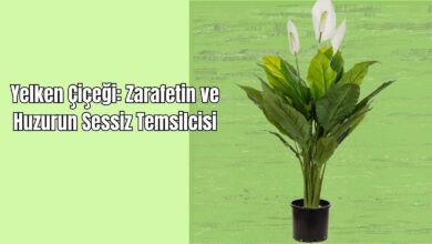 Yelken Çiçeği: Zarafetin ve Huzurun Sessiz Temsilcisi