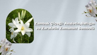 Zambak Çiçeği Asaletin, Saflığın ve Zarafetin Zamansız Sembolü