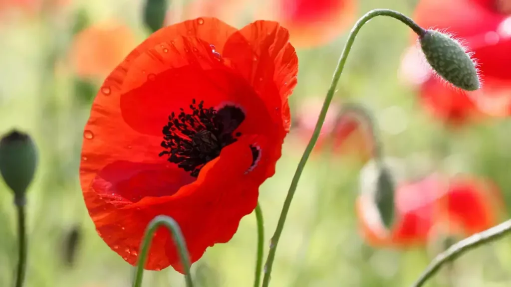 Gelincik Çiçeği: Zarafetin, Hüzün ve Umudun Sessiz Sembolü 2026 Gelincik Çiçeği Gelinciğin Anlamı ve Sembolizmi