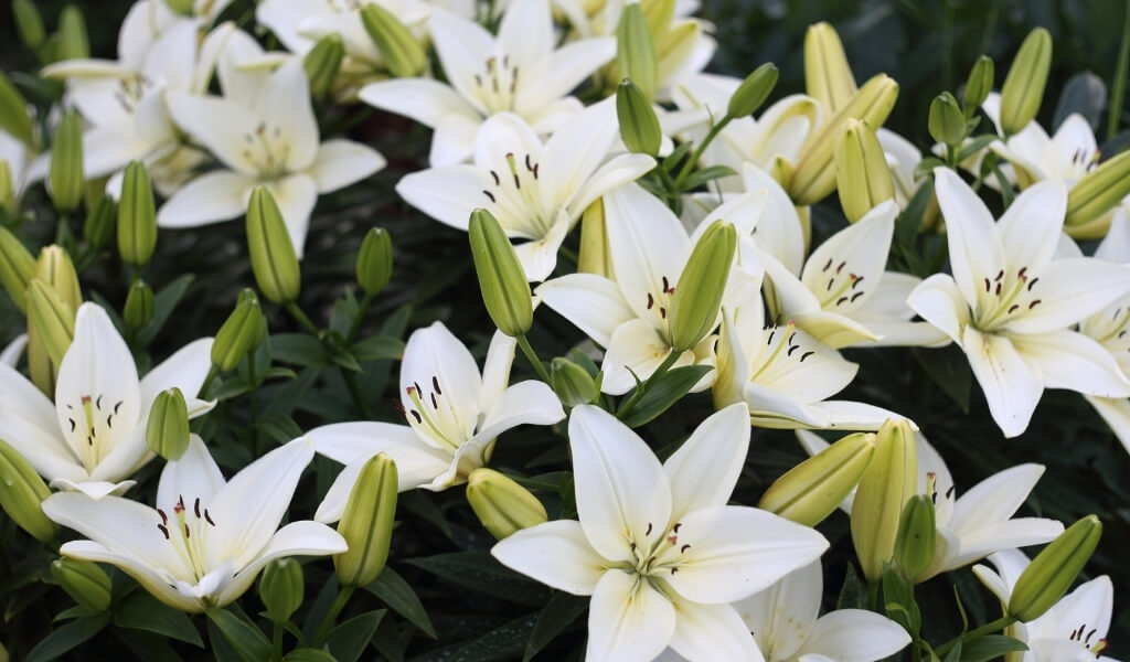 Zambak Çiçeği: Asaletin, Saflığın ve Zarafetin Zamansız Sembolü 2026 Zambak Çiçeği Zambağın Tarih Boyunca Yolculuğu