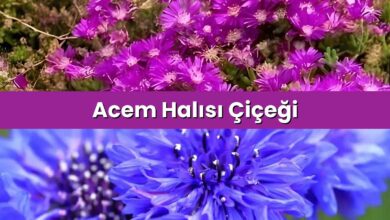 Acem Halısı Çiçeği 2026 Çiğdem Çiçeği