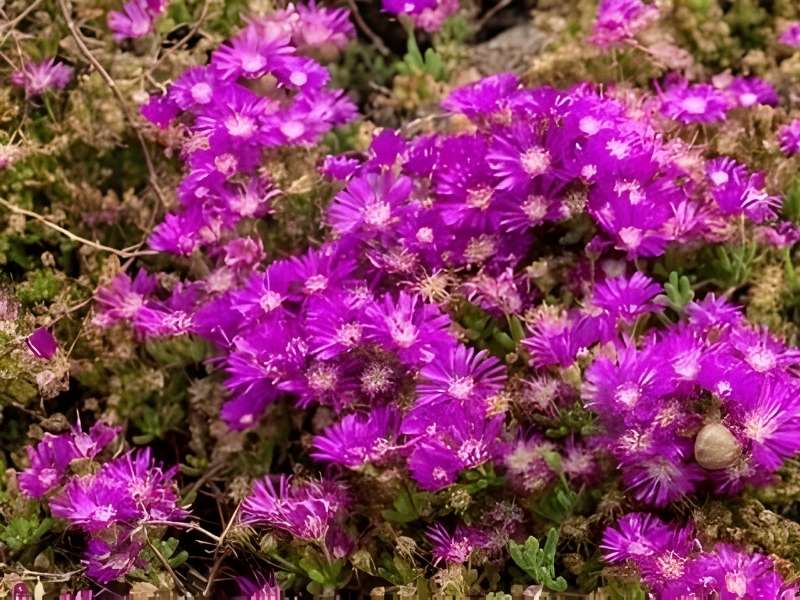 Acem Halısı Çiçeği 2026 Acem Halısı Acem Halısı Çiçeği 2026 Acem Halısı