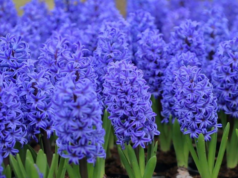 Sümbül Çiçeği: Kokunun Hafızayla Buluştuğu Yer 2026 Sümbül Çiçeği Sümbül Çiçeği: Kokunun Hafızayla Buluştuğu Yer