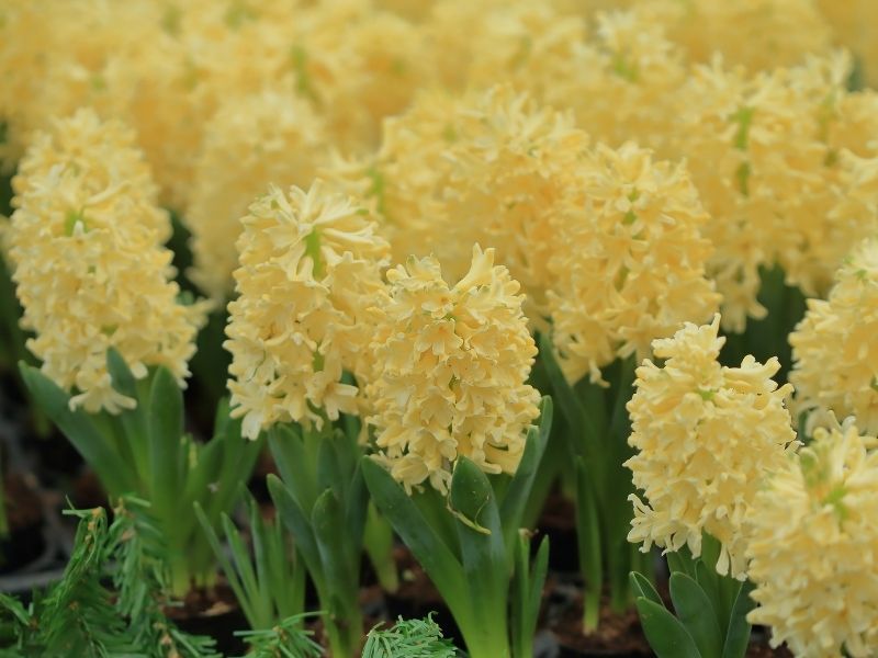 Sümbül Çiçeği: Kokunun Hafızayla Buluştuğu Yer 2026 Sümbül Çiçeği Sümbül Çiçeği: Kokunun Hafızayla Buluştuğu Yer