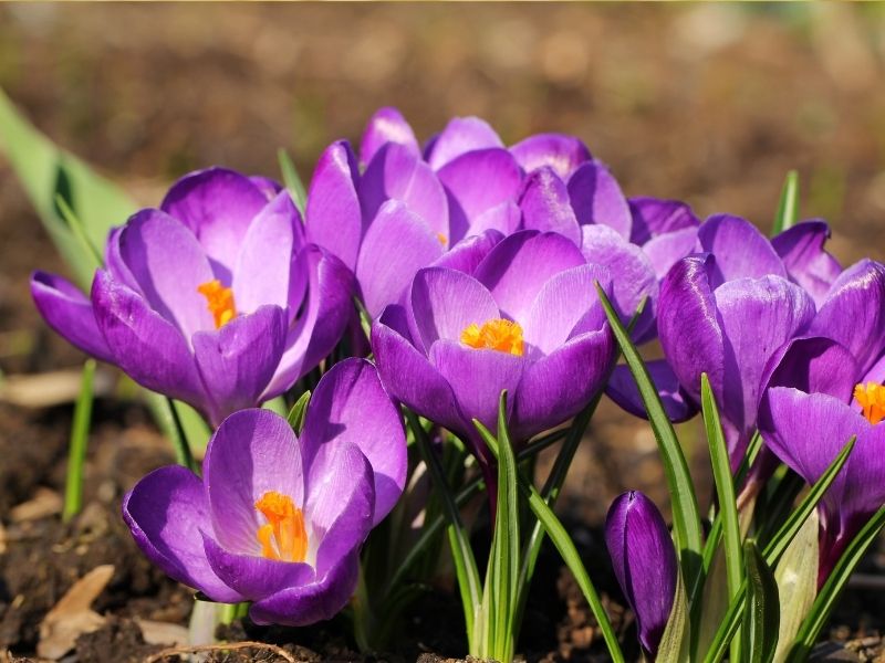 Çiğdem Çiçeği Hakkında Bilmeniz Gereken 6 Detay