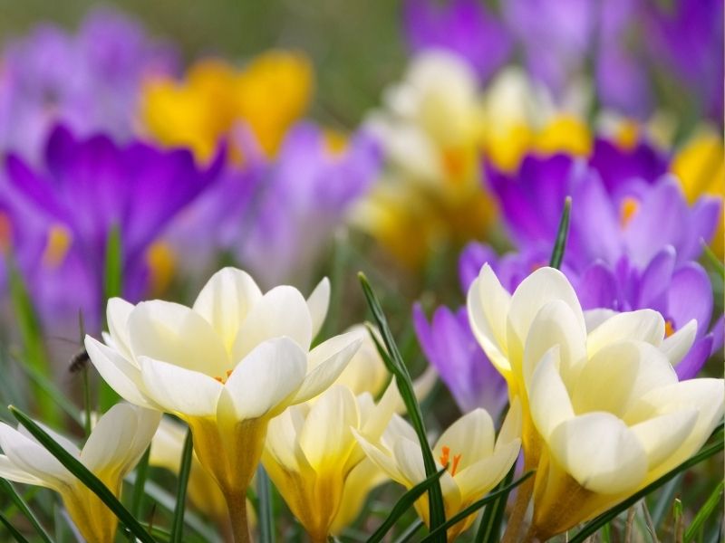 Çiğdem Çiçeği Hakkında Bilmeniz Gereken 6 Detay