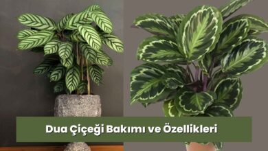 Dua Çiçeği Bakımı Rehberi: Yaprakların “Dua” Gibi Kapanmasının Sırrı, Anlamı ve Yetiştirme İpuçları 2026 Dua Çiçeği